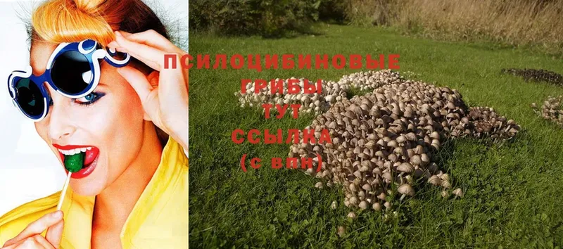 Галлюциногенные грибы Psilocybe  Пермь 